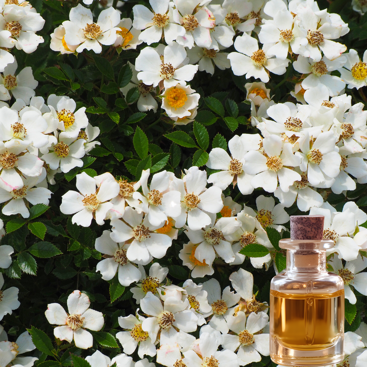 Musk Fragrance - FO18