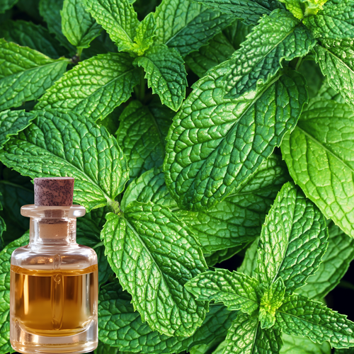 Mint Fragrance - FO04