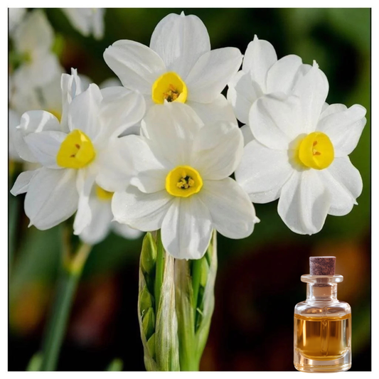 Nargis Fragrance FO62