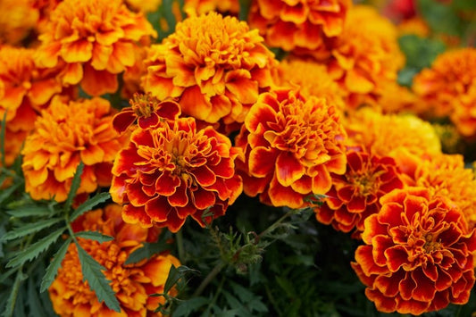 Marigold Fragrance FO58